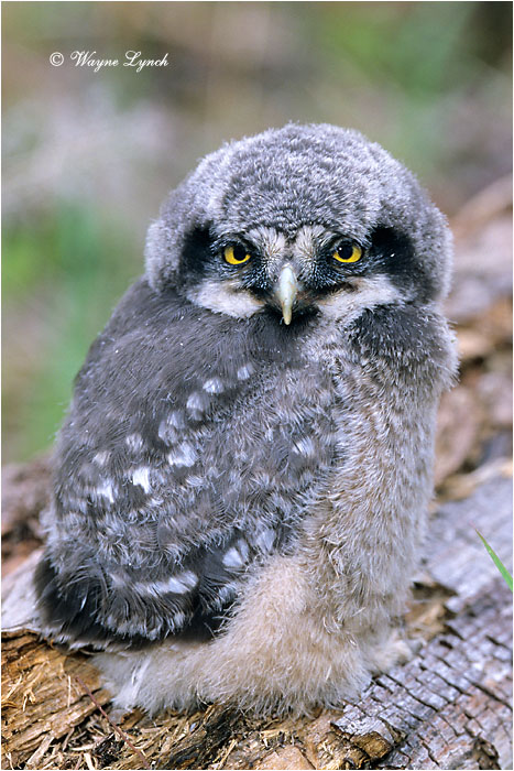 Northern Hawk Owl Chick 120 by Dr. Wayne Lynch &copy;